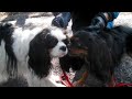 Cheese met a cavalier friend