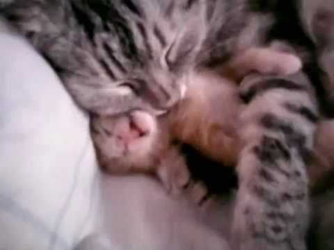 Kittensyoutube on Monkey Riding Dog  Cutest Kitten Ever  And Funny Statuses