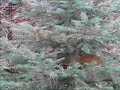 Squirrel Wars - Part 2