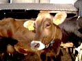 Meet the cross eyed Brown Swiss!