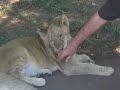 lions-mating.html