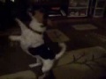 Jacko Playing