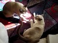 Kitty Showdown
