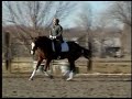 Hanoverian Gelding for Sale Hanoverian Gelding for Sale