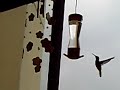 Hummingbird Feeding in Slow Motion Hummingbird Feeding in Slow Motion