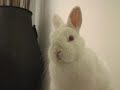 The Stare: Bunny pwnz kevjumba, Baron Davis and Jessica Alba