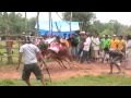 BULL RACE IN MADURA ISLAND