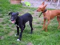2 Podenco\