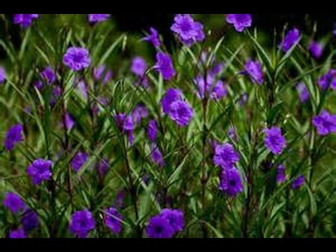 how to plant mexican petunia