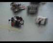 mmm6-fight38-Ant-Fußball-ant soccer