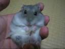 hamster eating bean sprouts on my hand hamster eating bean sprouts on my hand