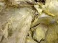 estudando anatomia humana