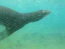 3 sea lions come and snorkle with me on Bartolome
