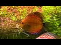 Garden of Stone - \"Discus Fish\" Garden of Stone - \"Discus Fish\"