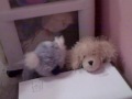 WWN Webkinz World News WWN Webkinz World News