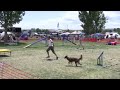 Click here to watch this video Sparrow STD 2012-05-13 WCAC GrandJunction