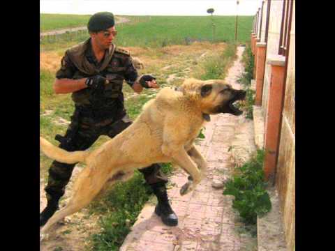 turkish shepherd dog - One of the Biggest Dog Breed in the world, Guardian of the Fields! KANGAL IS A TURKISH DOG (This is Historical/Scientific Source) Kangal dogs, The Akbash Dog...