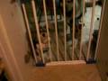 videos de hunde hinter gitter