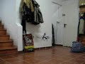 ESky Honeybee CP2