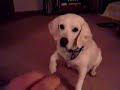 Nipper Tricks