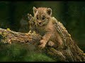 a-wild-lion.html