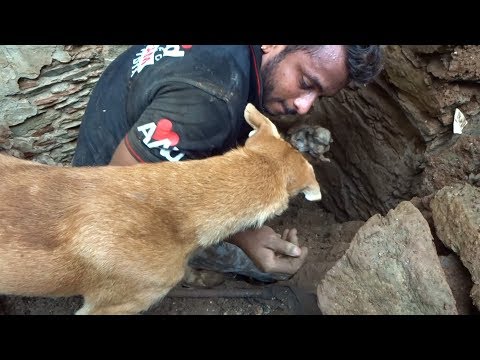 Matka pies pomaga ratownikom wykopać swoje zasypane szczenięta