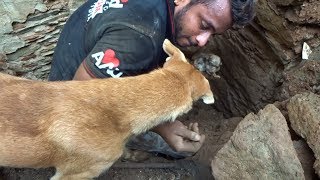 Matka pies pomaga ratownikom wykopać swoje zasypane szczenięta