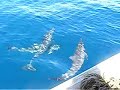 Happy dolphins in Fiji