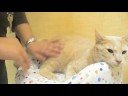 Buffini-Animal Coalition of Delaware County