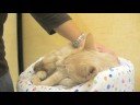 Buffini-Animal Coalition of Delaware County