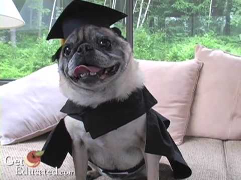 Pug dog wins online Master of Business Administration - a cautionary tail