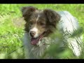 2 Hunde suchen ein gemeinsames Zuhause 2 Hunde suchen ein gemeinsames Zuhause