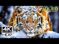 JAW-DROPPING 4K HDR VIDEO 60FPS DOLBY VISION ..