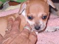 Rescued Mama Tika and pups for *ADOPTED*