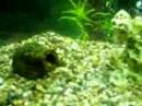 Re: acquario bellissimo; il mio modesto acquario Re: acquario bellissimo; il mio modesto acquario
