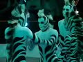 zebras