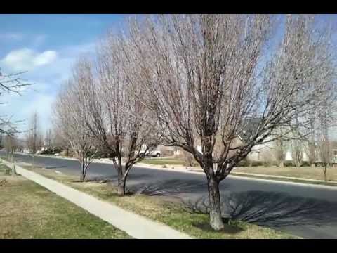 how to fertilize cleveland pear tree