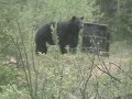 BEARS Alive at BigBearHunt camps