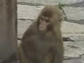 Monkeyman-Ed Heffelfinger on Monkey Mountain