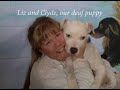 One Safe Place- North Hempstead Animal Shelter
