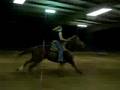AQHA 9 yr Grays Classy Colonel