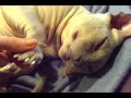 heinrich wears SoftPaws