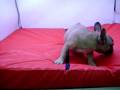 videos de Bulldog Frances COV Ref:102 Macho