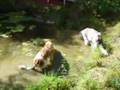 Borzoi video