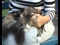 Всё о породе кошек мейн-кун