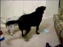 Dogs at play