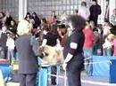 Sillamäe CAC dogshow, pekingese ring 19.04.2008 Sillamäe CAC dogshow, pekingese ring 19.04.2008
