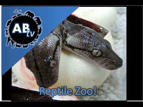 YouTube reptile video
