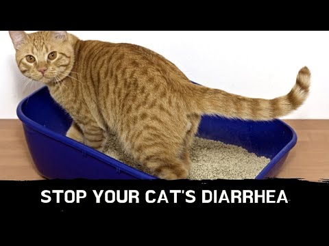 How to stop your cat's diarrhea || cat diarrhea treatment