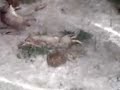rabit hunting 2